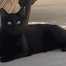 {petName}, a Black Domestic Shorthair Cat