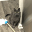 Niko, a gray Domestic Shorthair Cat