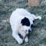 %name%, a %color% %breed% %type%