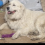 %name%, a %color% %breed% %type%