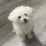 %name%, a %color% %breed% %type%