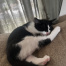 {petName}, a White, Black Domestic Shorthair Cat