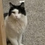 Fluffy, a Black, White Domestic Longhair Cat