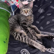 Enzo, a Brown Domestic Shorthair Cat