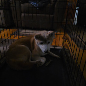 Emiko, a Red Shiba Inu Dog