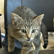 Athena, a Dark-grey, Black, Tan, Brown Domestic Shorthair Cat