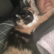 Penelope, a White, Black, Orange Domestic Mediumhair Cat