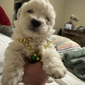 Soul, a White Bichon Frisé Dog