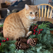 Jupiter, a Orange, White Domestic Shorthair Cat
