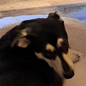 Koda, a Brown Alaskan Husky Dog