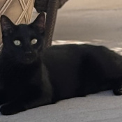 Karma, a Black Domestic Shorthair Cat