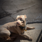 %name%, a %color% %breed% %type%