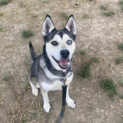 Nova Lena, a Brown, White Husky Dog