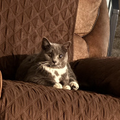 Mr G, a White, Grey feline domestic medium hair Cat