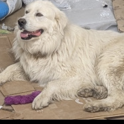 %name%, a %color% %breed% %type%