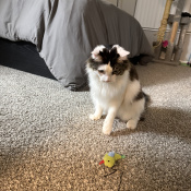 Cream Cheese, a White Domestic Longhair Cat