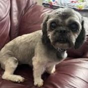 Grizz, a Grey Shih Tzu Dog