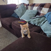 Freddy, a Orange Domestic Shorthair Cat