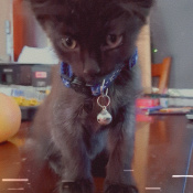 Gomez Voorhees, a Black Domestic short hair Cat