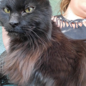 Letecia in the barn, a Black Domestic Longhair Cat