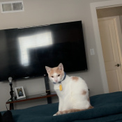 Ace, a White, Tan Domestic Shorthair Cat