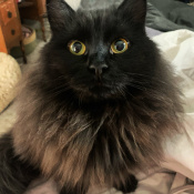 %name%, a %color% %breed% %type%