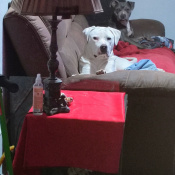 Marco, a White Lab + pitbull Dog
