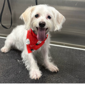 Holmes, a White, Cream Maltese Dog