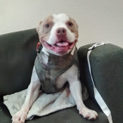 Marbles-Taylor, a White, Tan American Pit Bull Terrier Mix Dog