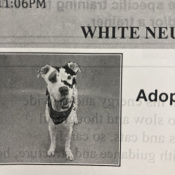 Rose, a White and black Pitbull Dog