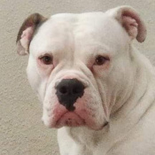 Nala, a Tricolor Amer Bulldog Dog