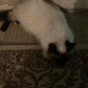 Bubbles, a White, Cream Siamese Cat