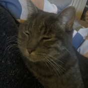 Bubbles, a Grey Domestic Shorthair Cat