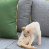 %name%, a %color% %breed% %type%