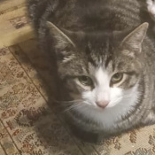 Junior, a Dark-grey, White Domestic Shorthair Cat