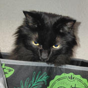 Gordon, a Brown Domestic Shorthair Cat