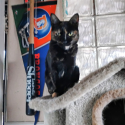 {petName}, a White, Black, Orange Tortie Cat