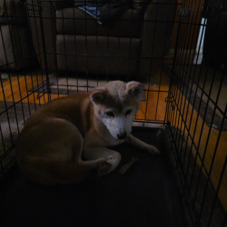 {petName}, a Red Shiba Inu Dog