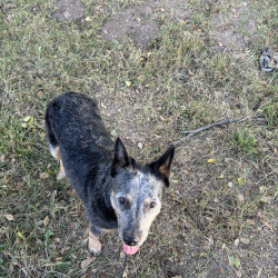 {petName}, a White, Blue, Silver, Black, Rust, Dark-blue Australian Cattle Dog Dog