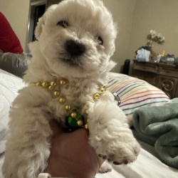 {petName}, a White Bichon Frisé Dog