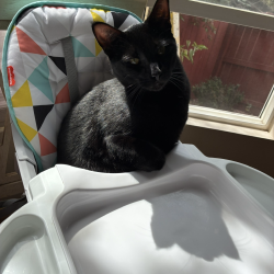 {petName}, a Black Domestic Shorthair Cat