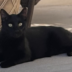 {petName}, a Black Domestic Shorthair Cat