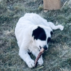 %name%, a %color% %breed% %type%