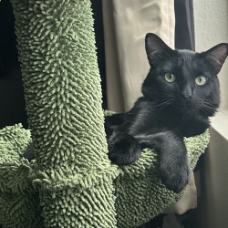 %name%, a %color% %breed% %type%