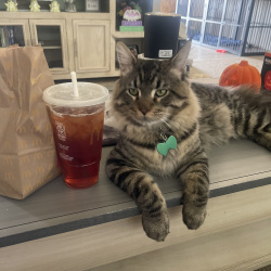 {petName}, a brown tabby Domestic Longhair Cat