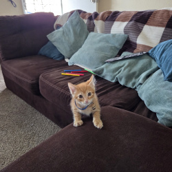 {petName}, a Orange Domestic Shorthair Cat
