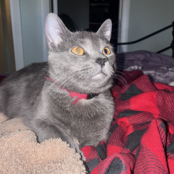 {petName}, a Grey Domestic Shorthair Cat