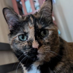 {petName}, a Red, White, Black Domestic Shorthair Cat