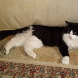 {petName}, a Black Turkish Angora Cat