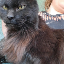 {petName}, a Black Domestic Longhair Cat
